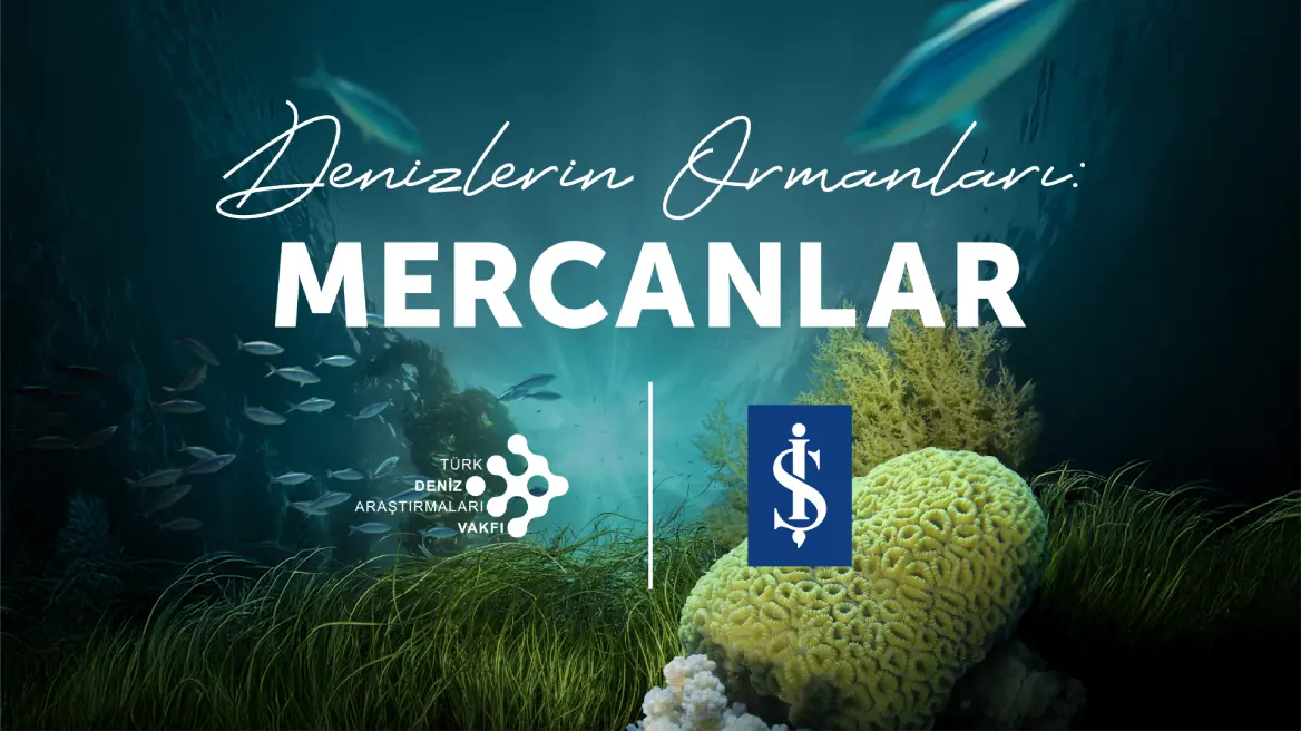 Denizlerin Ormanı Olan Mercanlar Neden Koruma Altına Alındı?