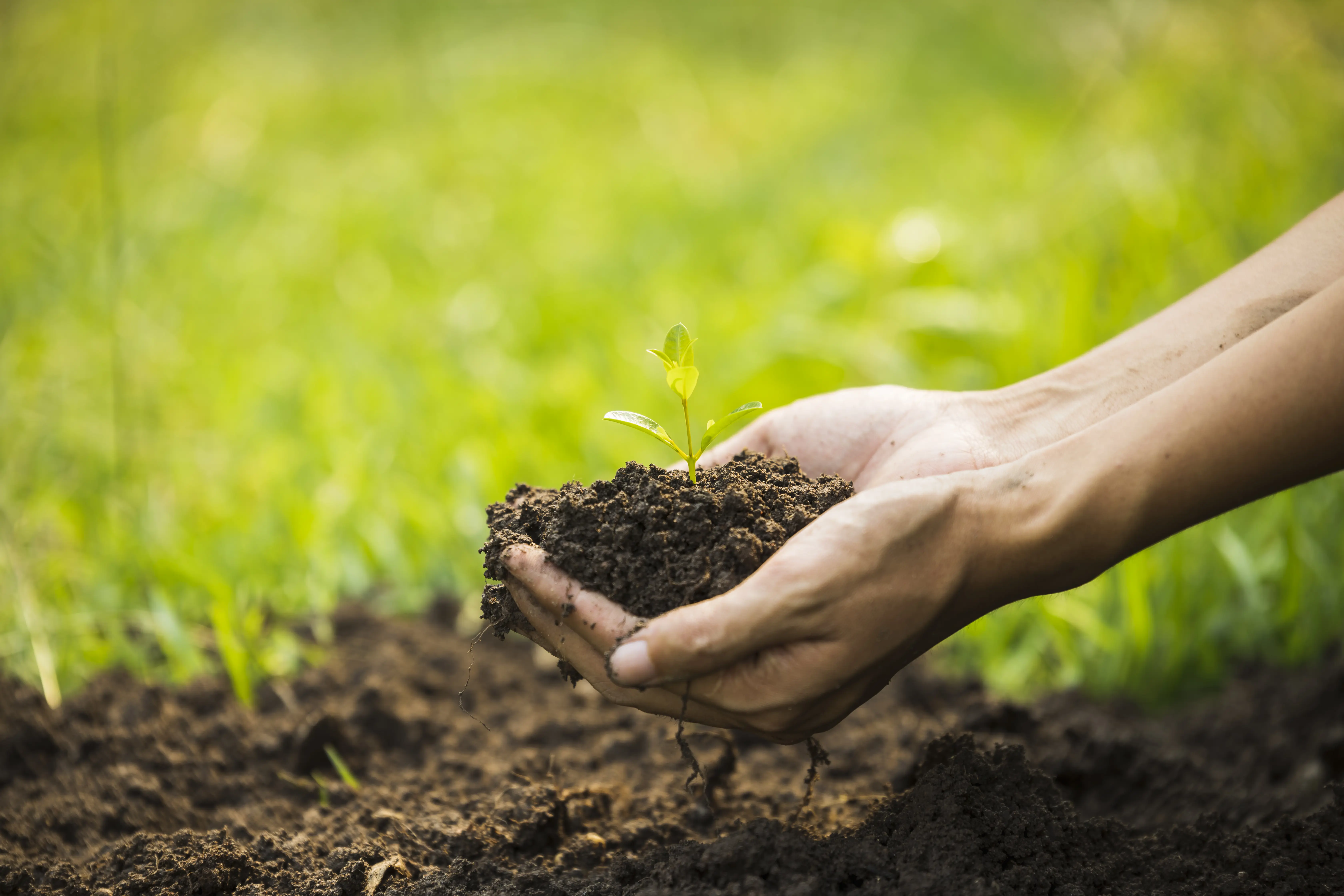 TSKB 75. Yıl Hatıra Ormanı