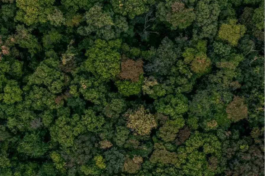 “81 İlde 81 Orman” Projesi Yeniden Hayata Geçiyor 2