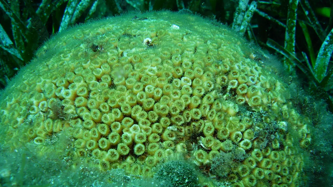 Denizlerin Ormanı Olan Mercanlar Neden Koruma Altına Alındı? - 2